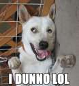 dogDunnoA.jpg