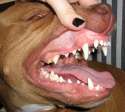 pitbull.jpg