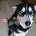 doggy_rose.jpg