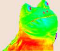 frog-this-faggots.gif