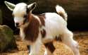 goat-wallpaper-4.jpg