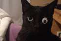 24-cats-who-realize-theyve-made-a-huge-mistake-2-32258-1406153183-7_big.jpg