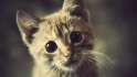 cat-istock.jpg