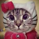 Funny-Cat-Costumes.jpg