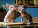 Sphinx Kittens.jpg