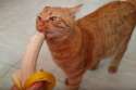 Cat-Eats-A-Banana.jpg