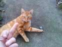 I+had+to+go+outside+to+find+him+gt+3+_5e91abedd464f22bd1fc4aaaf3b58b75.png