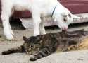 Farm-Cat-5.jpg