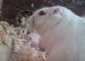 ^EA57B082E8C3B3466B51D0A46DB205E8ECFDD721163F10E959^pimgpsh_thumbnail_win_distr.jpg