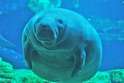 antiantiimmunitymanatee.jpg