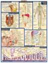 body_systems.jpg