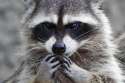 Camp-Pendleton-raccoon-drunk-sailor-story-too-good-to-be-true.jpg