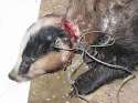 badger-snare-mutilation-590.jpg