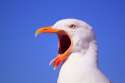 animal-254848_960_720.jpg