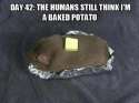 potato.jpg