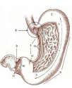torahandscience-stomach.jpg