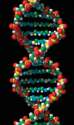 torah and science-dnaspiral.jpg