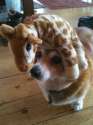 dog head3.jpg