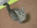 1427568391763.gif