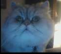 Cat.png