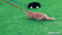 kitty.gif
