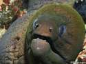 eel.gif