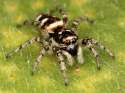 Kaldari_Salticus_scenicus_female_01.jpg