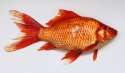 Carassius_wild_golden_fish_2013_G1.jpg