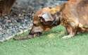 dog-eating-poop.jpg