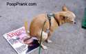 dogpoop5.jpg