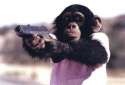 Ape-Terrorist.jpg