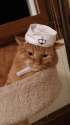 sailor.jpg