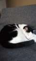 meowmachine.jpg