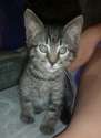 Gato2.jpg