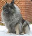 Keeshond_image_001.jpg
