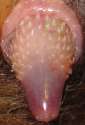 CAT PENIS.jpg