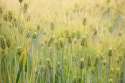 Barley_(Hordeum_vulgare)_-_United_States_National_Arboretum_-_24_May_2009.jpg