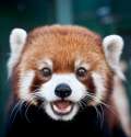 Red_Panda_02.jpg