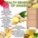 ginger.jpg