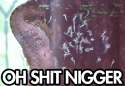 seahorse_oh_shit_nigger.gif