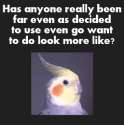 hasanyonebird.png
