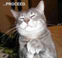 catproceed.jpg