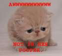 poopercat.jpg