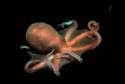 Octopus what up, dude.jpg