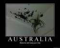 Australian-Spider-Bites-Pictures-4.jpg