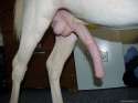 horse-cock-dick-penis.jpg