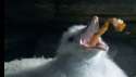 vomiting-fulmar-gull.jpg