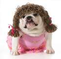 120814-cc-femaledog3.jpg