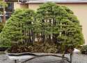 tiny_forest.jpg