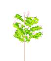 horsenut tree thing.png
